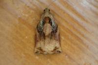 Archips podana