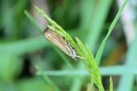 Chrysoteuchia culmella