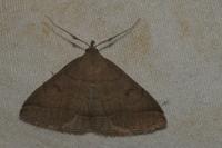 Zanclognatha lunalis