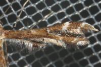 Oxyptilus parvidactylus