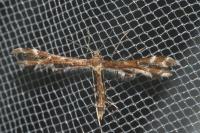Oxyptilus parvidactylus