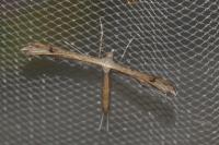 Stenoptilia