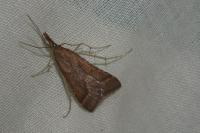 Synaphe punctalis