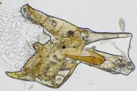 Batia lunaris