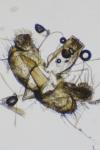 Coleophora mayrella