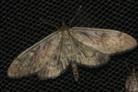 Anania lancealis
