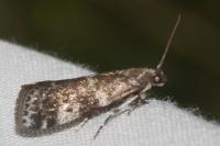 Assara terebrella