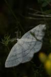 Cabera exanthemata