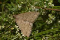 Herminia tarsicrinalis