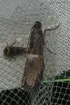 Elegia similella