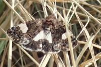 Tyta luctuosa