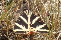 Euplagia quadripunctaria