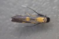 Euspilapteryx auroguttella