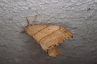 Falcaria lacertinaria
