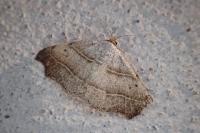 Laspeyria flexula