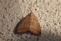 Herminia grisealis