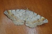 Macaria liturata