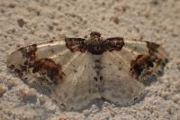 Ligdia adustata
