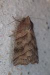 Ipimorpha retusa
