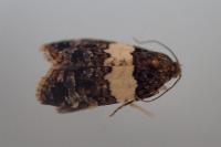 Olindia schumacherana
