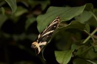 Euplagia quadripunctaria