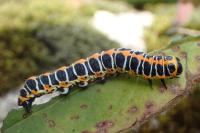 Cucullia lactucae