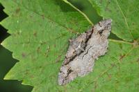 Alcis deversata