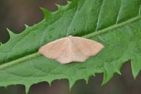 Cyclophora ruficiliaria