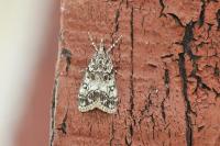 Eudonia lacustrata