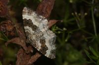 Epirrhoe rivata
