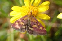 Pyrausta purpuralis
