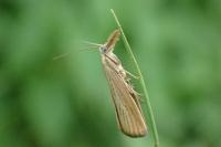 Agriphila straminella
