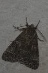 Acronicta megacephala