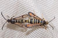 Bembecia
