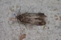 Bryotropha affinis