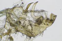 Bryotropha affinis