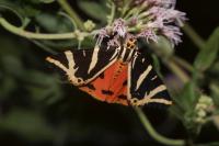 Euplagia quadripunctaria