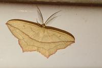 Timandra comae