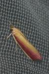 Oncocera semirubella