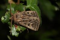 Tholera decimalis
