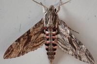Agrius convolvuli