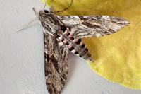 Agrius convolvuli