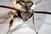 Agrius convolvuli