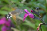 Macroglossum stellatarum