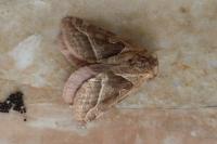 Triodia sylvina
