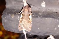 Xestia c-nigrum