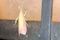 Oncocera semirubella