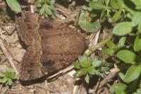 Amphipyra pyramidea