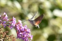 Macroglossum stellatarum