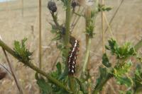 Acronicta rumicis